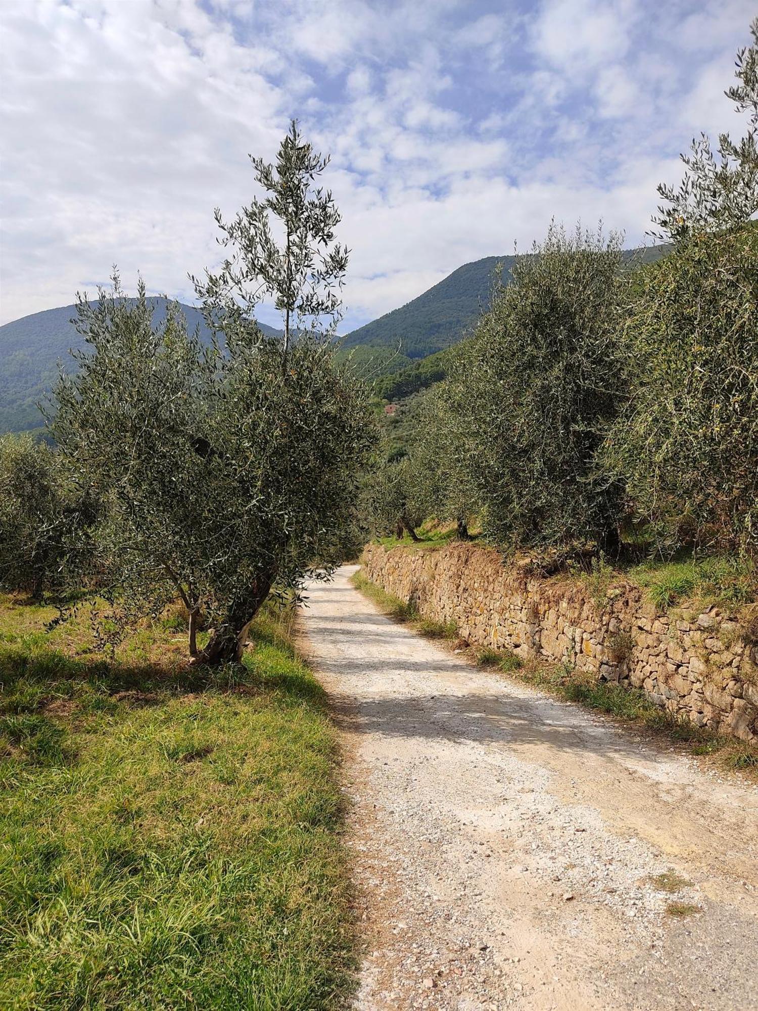 Olive House Tuscany - Zona Pisa Calci Exterior foto